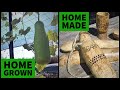 How to transform your home grown bottle gourd (Upo) into a water bottle canteen.