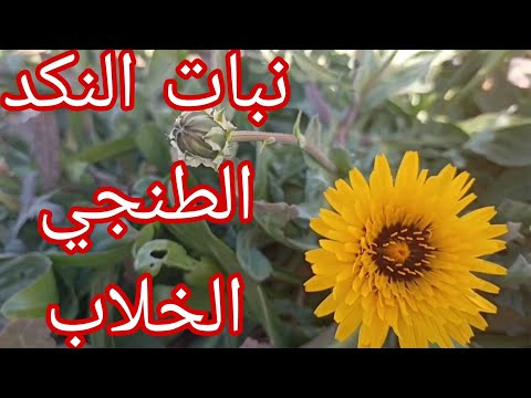 نبات النكد الطنجي وفوائده وأضراره