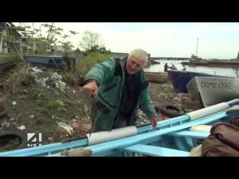 შავ ზღვაში თევზების ათამდე სახეობა გადაშენების პირასაა