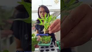 Estoy arto de esto #jardin #alimentossanos #hidroponialatinoamerica #verdurasfrescas #plantas