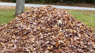 Stella the Leaf Creeper by Dog Named Stella 7,441 views 4 months ago 1 minute, 6 seconds