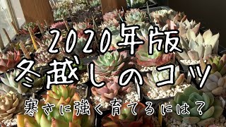 【多肉植物】冬越し管理方法　このポイントを押さえればok！