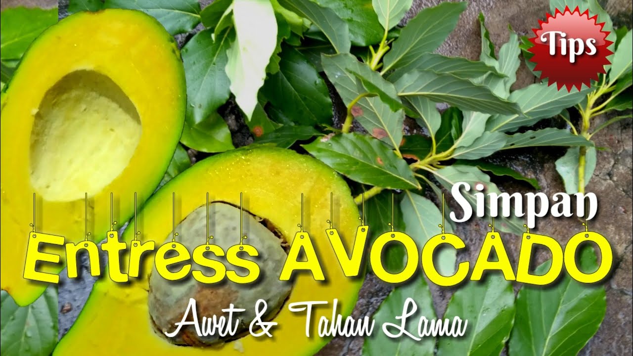 Menyimpan Entress Alpukat Agar Awet & Tahan Lama YouTube
