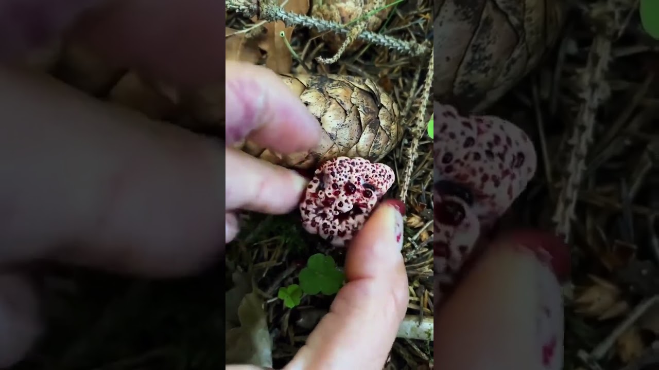 Bleeding Tooth Fungus