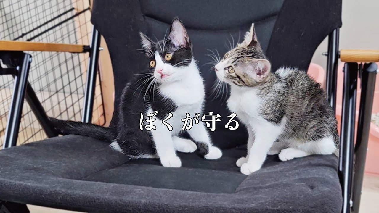 The mother cat fought the kitten seriously - YouTube