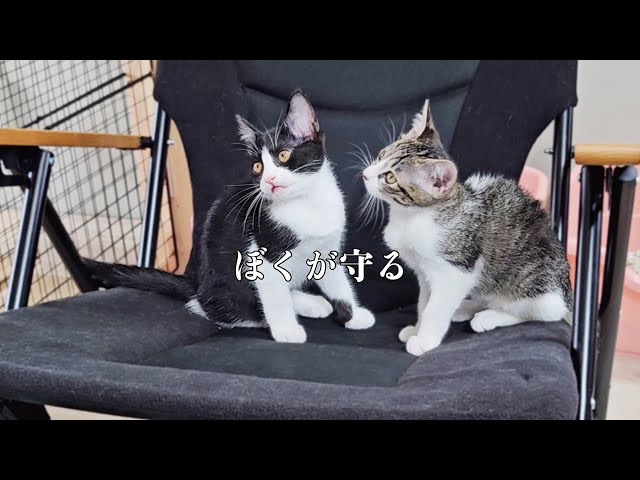【一作限り】猫たちの小さなうなぎ屋さん　A517 The mother cat fought the kitten seriously - YouTube