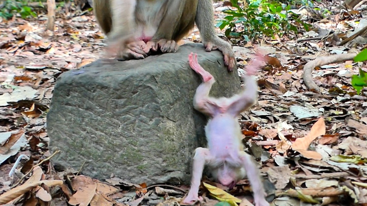 Education for Mom Libby to teach Her Newborn Levy too Instantly !