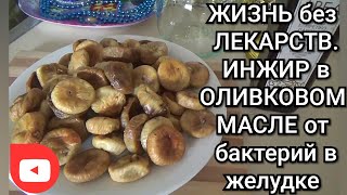 ЖИЗНЬ без ЛЕКАРСТВ. ИНЖИР в ОЛИВКОВОМ МАСЛЕ от бактерий в желудке / Lekovita smokva / Medicinal fig ЖИЗНЬ без ЛЕКАРСТВ. ИНЖИР в ОЛИВКОВОМ МАСЛЕ от бактерий в желудке / Lekovita smokva / Medicinal fig