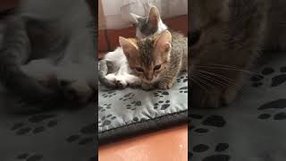 Adorable Sweet Kittens looking for their forever home…