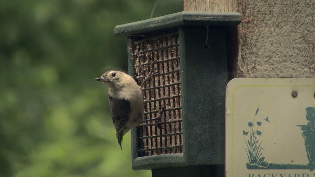 Back Yard Birding How To Attract Birds To Your Home Indiana