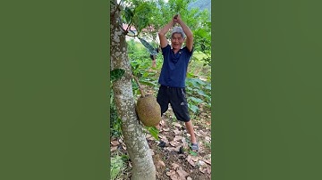 Quà quê, mít chín cây thơm ngon mời bạn ăn ngay 🤤