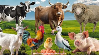 Animal Farm Sounds: Duck, Cow, Chicken, Sheep, Goat, Buffalo - Animal moments