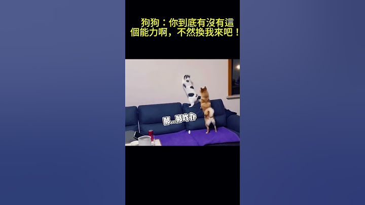 搞笑動物系列第259集 狗狗：你到底有沒有這個能力啊，不然換我來吧！ #搞笑 #喵哥是萌新 #科普 #搞笑 #喵哥是萌新 #科普 #animals #貓咪 #https #貓咪 #funny #萌寵