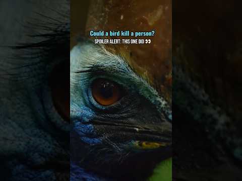 Can a Bird Kill a Human? 🔪 SPOILER: This ONE Did! 🪶