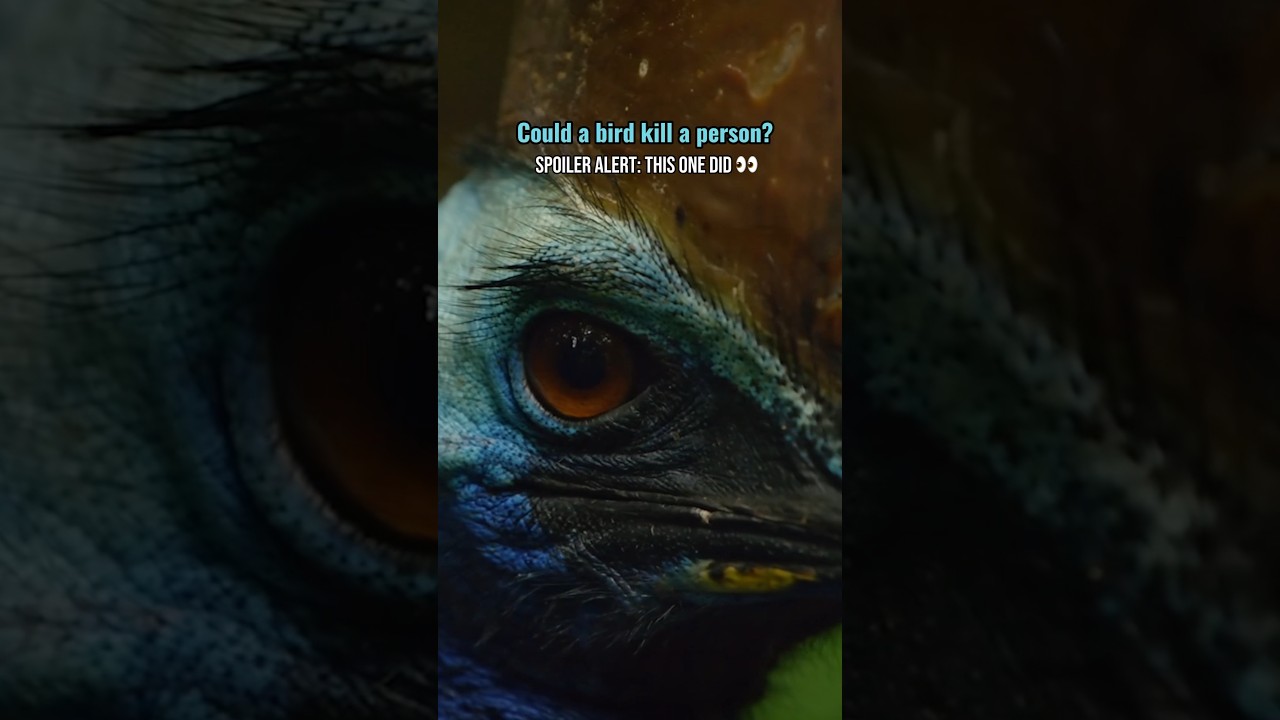 Can a Bird Kill a Human? 🔪 SPOILER: This ONE Did! 🪶