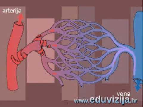 👨‍🏫 Srce, krvne žile i limfa - 8. razred - Biologija