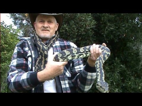 Handling a Carpet Snake