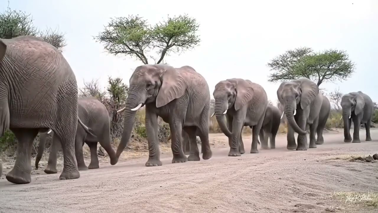 হাতির রাজত্ব কোথায়! 🐘🌿 