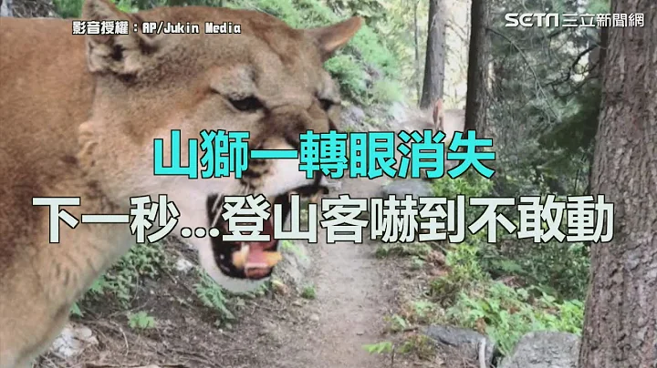 山獅一轉眼消失　下一秒...登山客嚇到不敢動｜三立新聞網SETN.com - 天天要聞