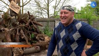 картинка: Декоративні столики з сухих коренів дерев створює тернополянин Ігор Хома