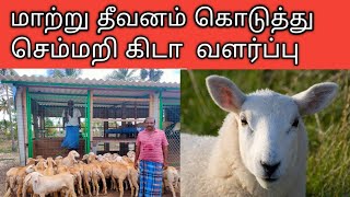 Detailed Guide For Sheep Farming| செம்மறி குட்டிகளை வளர்த்தால் இலாபமா| Best Sheep Farm in Tamilnadu