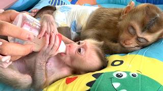 Amazing!! Mom feeds Milk her little daughter LIORA while her son TORO is sleeping