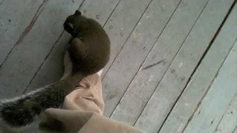 I was attacked by a squirrel