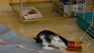 P1070816 bunny arrastra el bote xd.MOV