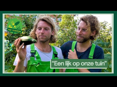 Video: Hoe Om Gestoofde Courgette Met Groente Te Kook