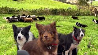 Trois incroyables chiens de berger border collies face à des moutons sauvages dans une démonstrat...