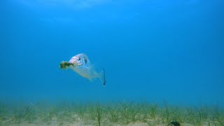 Sea bream eats shrimp - HOOK CAM