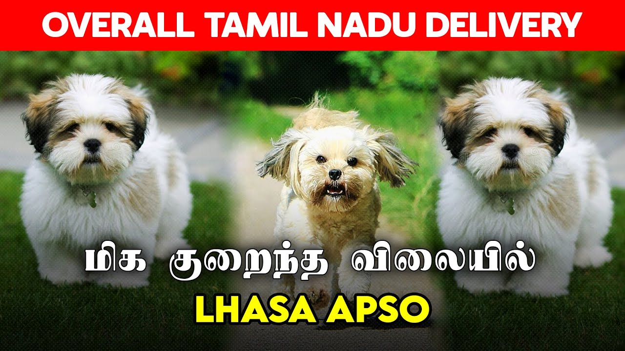 low-price-lhasa-apso-puppies-for-sale-chennai-dog-kennel-affordable