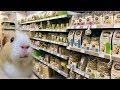 Vlog: Going to the Pet Store
