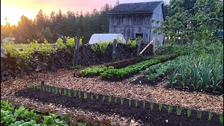 Back To Eden Garden Tour / Update | 5/21/2020