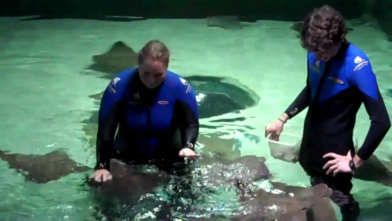 Philly2Philly swims with the stingrays at Adventure Aquarium in Camden Part 4