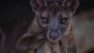 Fossa Hayvanları Tanıyalım