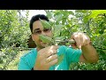 Taierile in verde la pomii fructiferi  ciupirea lastarilor