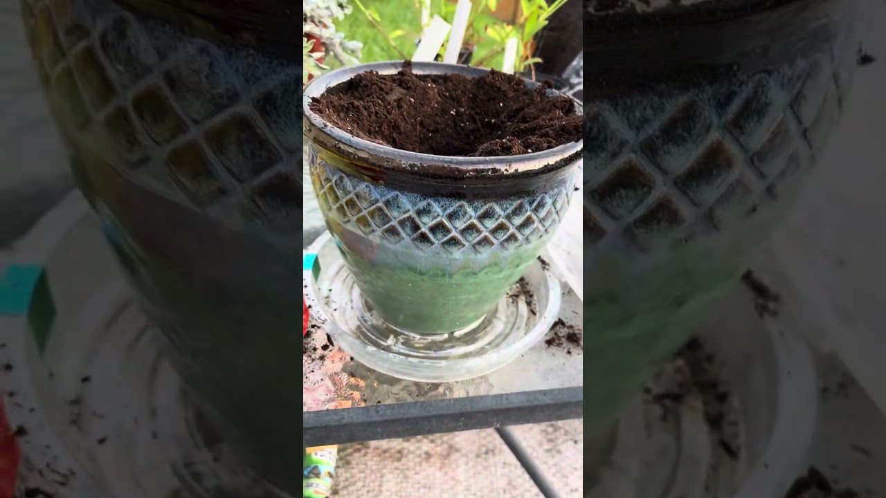 Planted Avocado seed. Check it out!! 