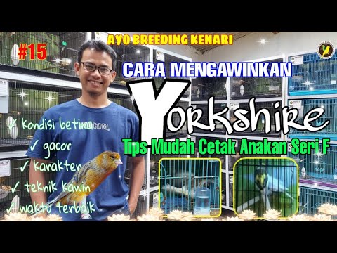 | TERNAK KENARI YORKSHIRE || Part 15: Cara Mengawinkan kenari Yorkshire