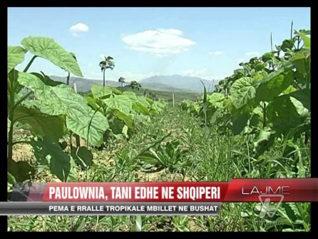 Paulownia, tani edhe në Shqipëri - News, Lajme - Vizion Plus