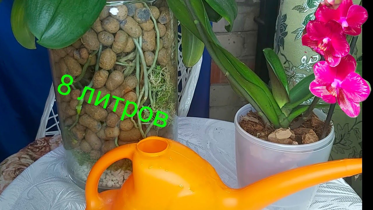 Кот в вазе