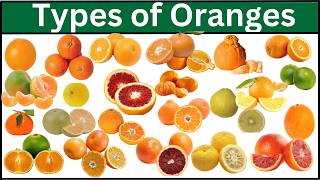 Exclusive Types of Oranges | Explore 60 Orange Varieties Around the World Profile