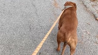 Walking The Hounds, Young Sir And Lady-May
