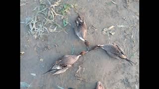 Mix duck call for hunting#duckcall|duckscallforhunting|