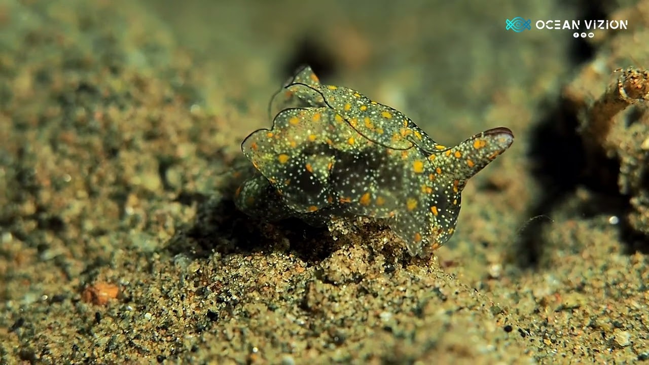 Double Horned Batwing Slug