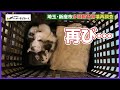 【再調査】多頭飼育崩壊の現場【埼玉県新座市】＃９２