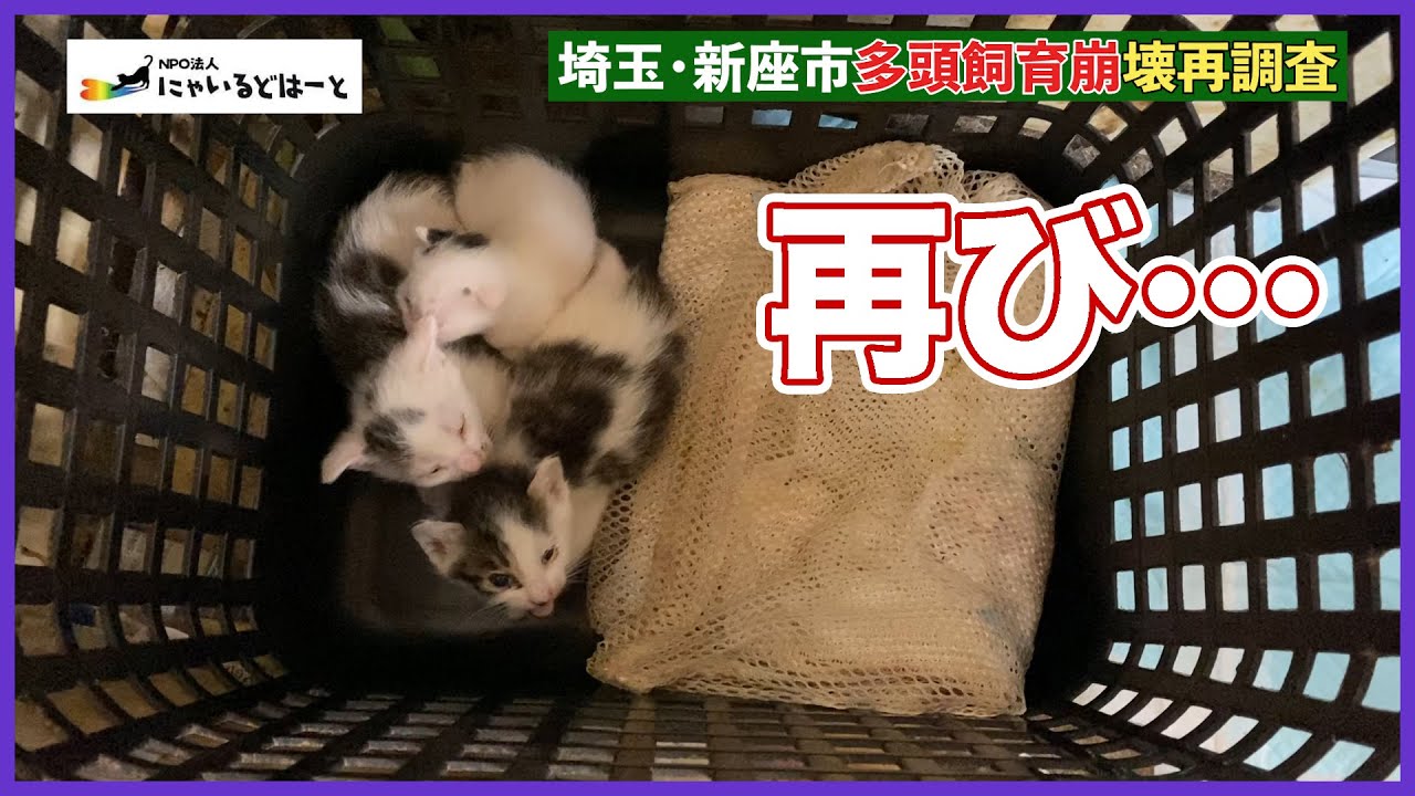 【再調査】多頭飼育崩壊の現場【埼玉県新座市】＃９２