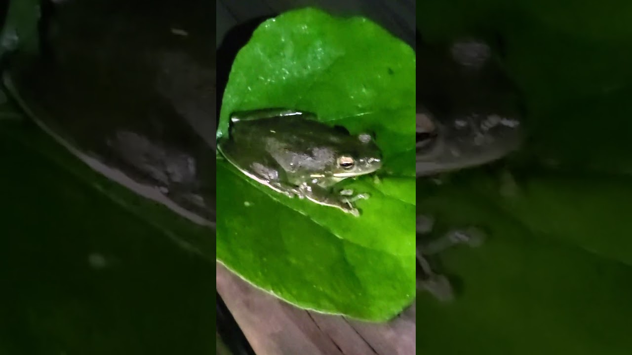 #frog