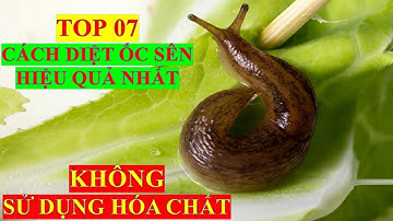 TOP 07 CÁCH DIỆT ỐC SÊN KHÔNG DÙNG HÓA CHẤT HIỆU QUẢ NHẤT
