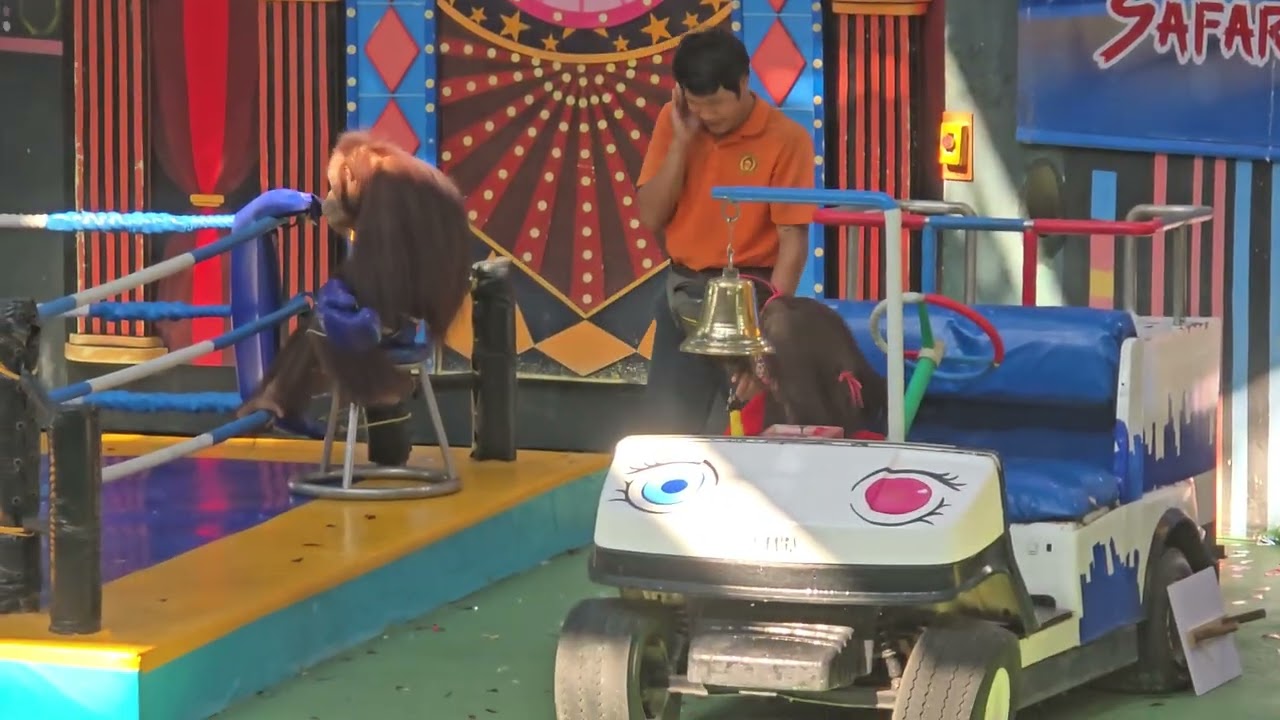 อุรังอุตังโชว์